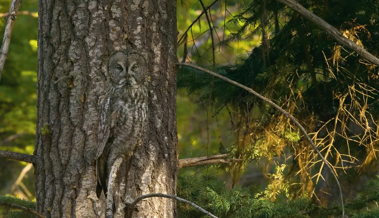 Anda lihat burung hantu? Burung Hantu Abu-Abu (Great Gray Owl) atau (Strix nebulosa) yang juga dikenal sebagai “Hantu dari Utara,” Spesies ini mendiami hutan konifer di Amerika Utara, Finlandia, Estonia dan Asia utara. (boredpanda.com)