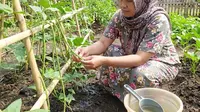 12 Tanaman Berprotein Tinggi yang Mudah Ditanam di Rumah, Pangan Mandiri Kaya Gizi