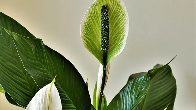 Peace Lily