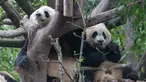 Dua panda raksasa terlihat di Pusat Penelitian dan Penangkaran Panda Raksasa Chengdu dalam sebuah acara peringatan Hari Panda Internasional di Chengdu, Provinsi Sichuan, China barat daya, pada 27 Oktober 2020. (Xinhua/Chen Juwei)