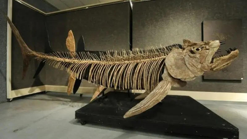 Fosil ikan purba jenis Xiphactinus ini mirip dengan yang ditemukan di Argentina, dan ditemukan di negara bagian Kansas AS dan sudah terjual dalam suatu lelang pada 2010. (Photo Credit: AFP Photo/ROBYN BECK)