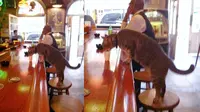 Kucing Minum Susu dalam Gelas Alkohol di Sebuah Bar