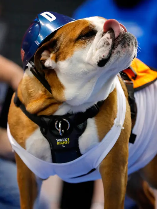 Anjing Bulldog, Winston milik Jim dan Paula Battani berdiri di atas catwalk kontes kecantikan bertajuk Beatiful Bulldog ke-37 di Des Moines, Iowa, Minggu (22/4). Pemenang kontes ini akan menjadi maskot ajang atletik Drake Relays. (AP/Charlie Neibergall)