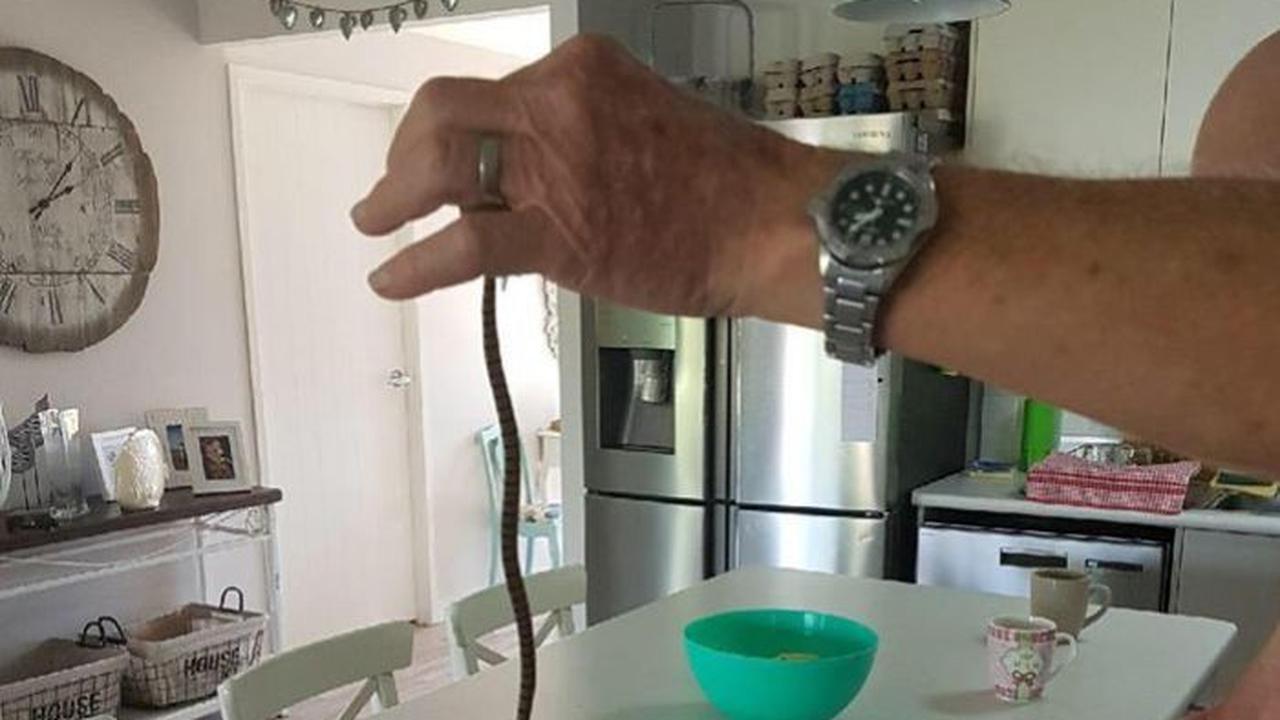 Kelompok penangkap ular di Queensland meminta untuk jangan sentuh ular apabila belum mengetahui jenisnya (Sunshine Coast Snake Catchers)