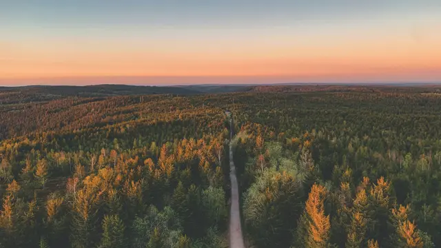 The Black Forest