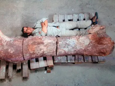 Para palaentolog menemukan tulang fosil dinosaurus terbesar di bumi, Argentina, Sabtu (17/5/2014) (AFP PHOTO / Museo Egidio Feruglio).