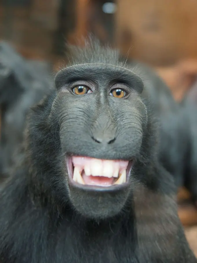 Mengenal Yaki, Monyet Hitam dari Sulawesi