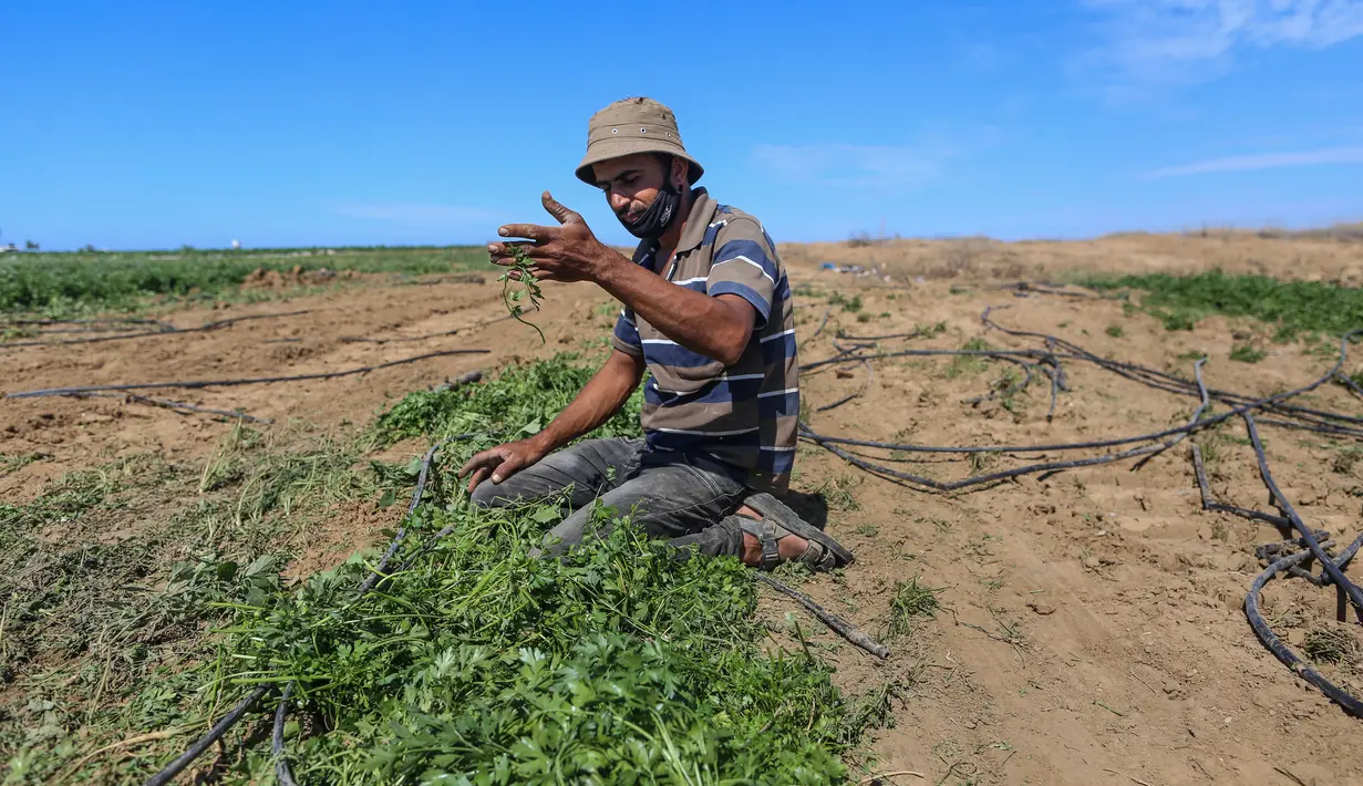 Seorang petani Palestina memeriksa lahan pertaniannya setelah buldoser tentara Israel merusak sebagian lahan itu, yang berada di sebelah timur Khan Yunis di perbatasan Jalur Gaza selatan (13/10/2020). (Xinhua/Yasser Qudih)
