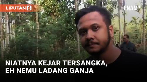 VIDEO: Polda Banten Temukan 3 Hektar Ladang Ganja di Aceh