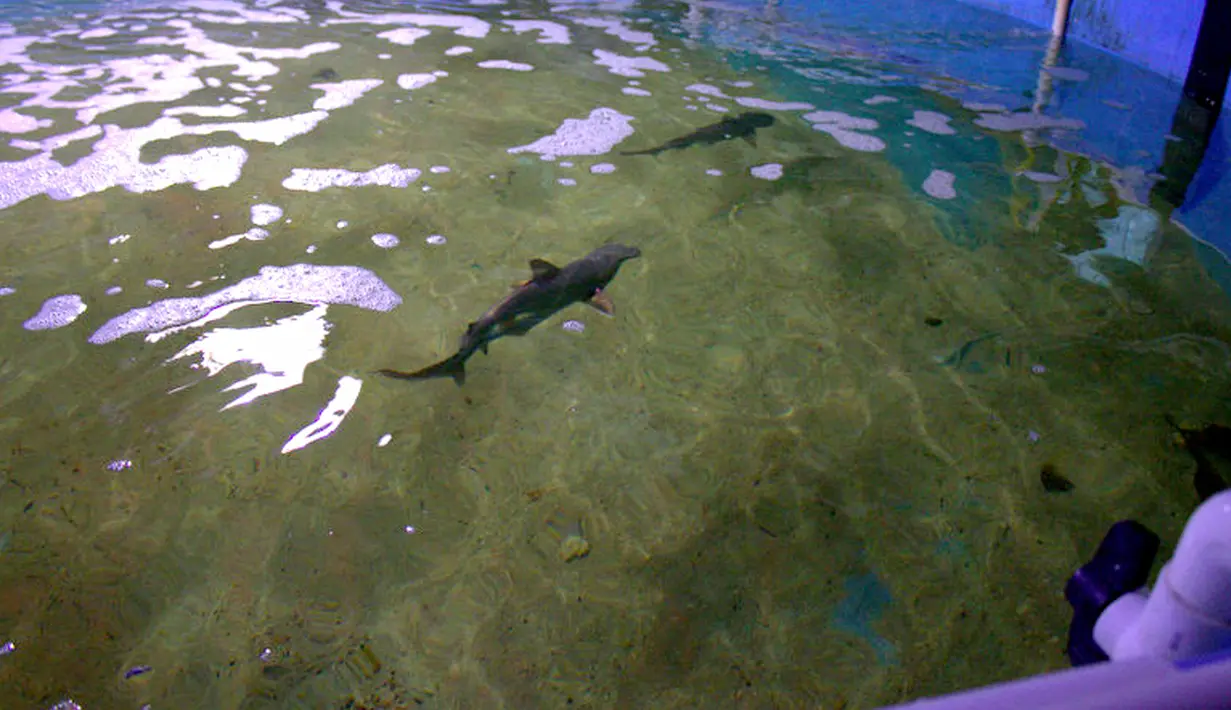 Ikan hiu berenang di kolam yang ada di ruang bawah tanah sebuah rumah di LaGrangeville, New York, 23 Agustus 2017. Hiu-hiu itu berada di kolam sedalam 5 meter yang dibuat menggunakan terpal. (New York State Department of Environmental Conservation via AP)