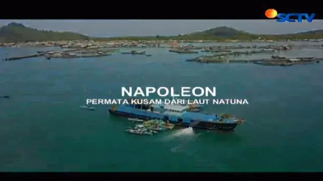 Tingginya harga jual lebih dari Rp 1 juta per kilogram menjadi nilai investasi menggiurkan bagi nelayan pebudidaya napoleon seperti Basar.