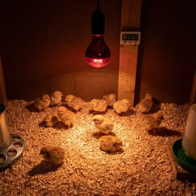 Manajemen Suhu dan Kelembapan Krusial untuk Anak Ayam Baru Menetas