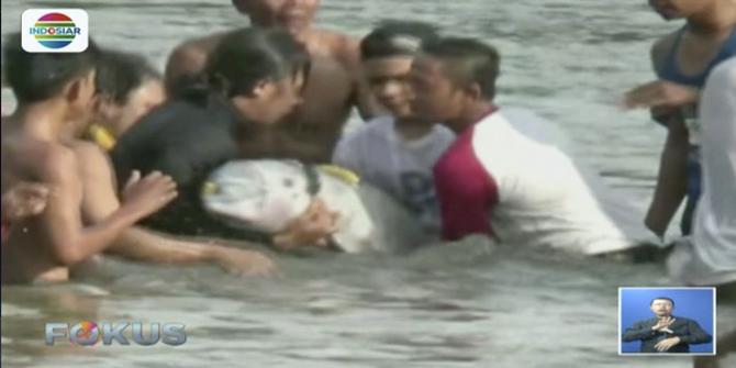 Lumba-Lumba yang Tersesat Dievakuasi dari Sungai Kualuh Labuhan Batu