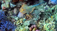 Hindari Hal Ini Saat Berwisata Selam di Laut