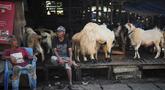 Para pedagang kambing menunggu pelanggan menjelang Hari Raya Idul Adha 1447 Hijriah di Jakarta, Selasa 26 Mei 2026. (AP Photo/Dita Alangkara)