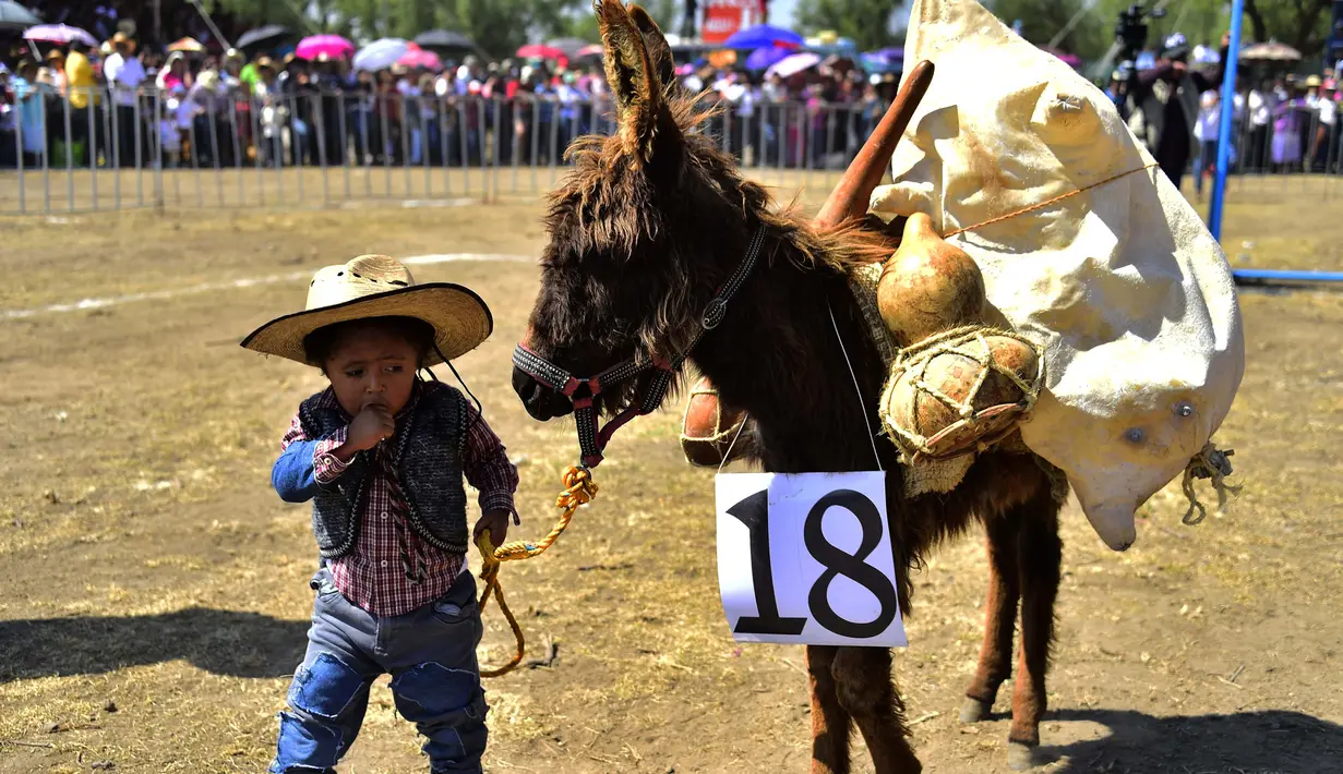 Seorang anak membawa keledainya yang dihias saat mengikuti National Donkey Fair di Otumba, Meksiko (1/5). Acara tahunan ini diikuti sekitar 7.000 orang. (AFP Photo/Pedro Pardo)