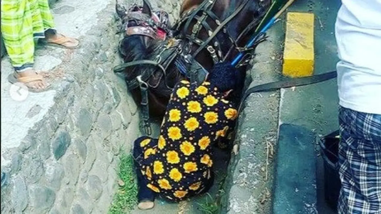 kuda jatuh ke selokan (foto: @infocegatan_jogja)