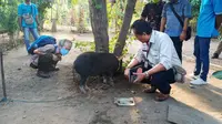 Foto: Tim investigasi Mentan RI saat melakukan pemeriksaan sampel babi di kabupaten SIKKA, NTT (Liputan6.com/Dion)