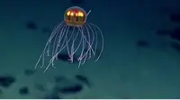 Ubur-ubur jenis baru ini ditemukan di Palung Mariana, palung terdalam di dunia