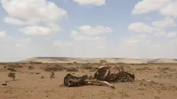 Bangkai ternak tampak di padang pasir daerah kota Hargeysa selatan, Somalia, (7/4). Dampak El Nino diperkirakan akan masih berlanjut pada 2016 ini. (REUTERS / Feisal Omar)