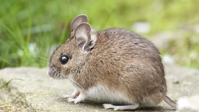 Hantavirus Disebabkan oleh Hewan Pengerat