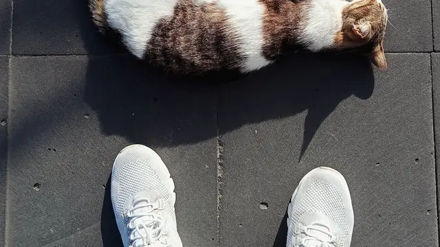 Kucing Tidur di Dekat Kaki Pemiliknya