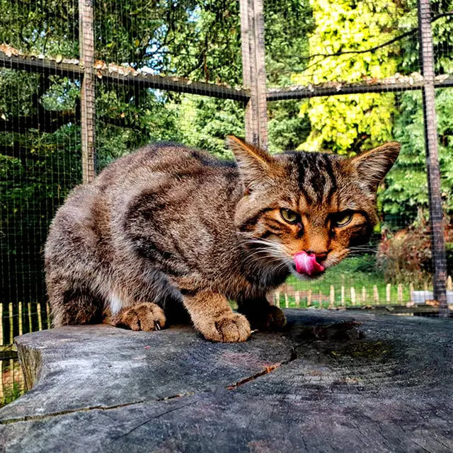 Kucing Devon Tiger
