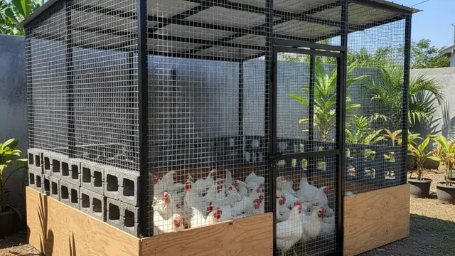 Desain Kandang Ayam Baja Ringan. AI