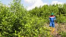 Ada 5.200 pohon mangrove (Rhizophora mucronata) yang ditanam dan dipelihara di lahan seluas 1,8 hektar. (Liputan6.com/Herman Zakharia)