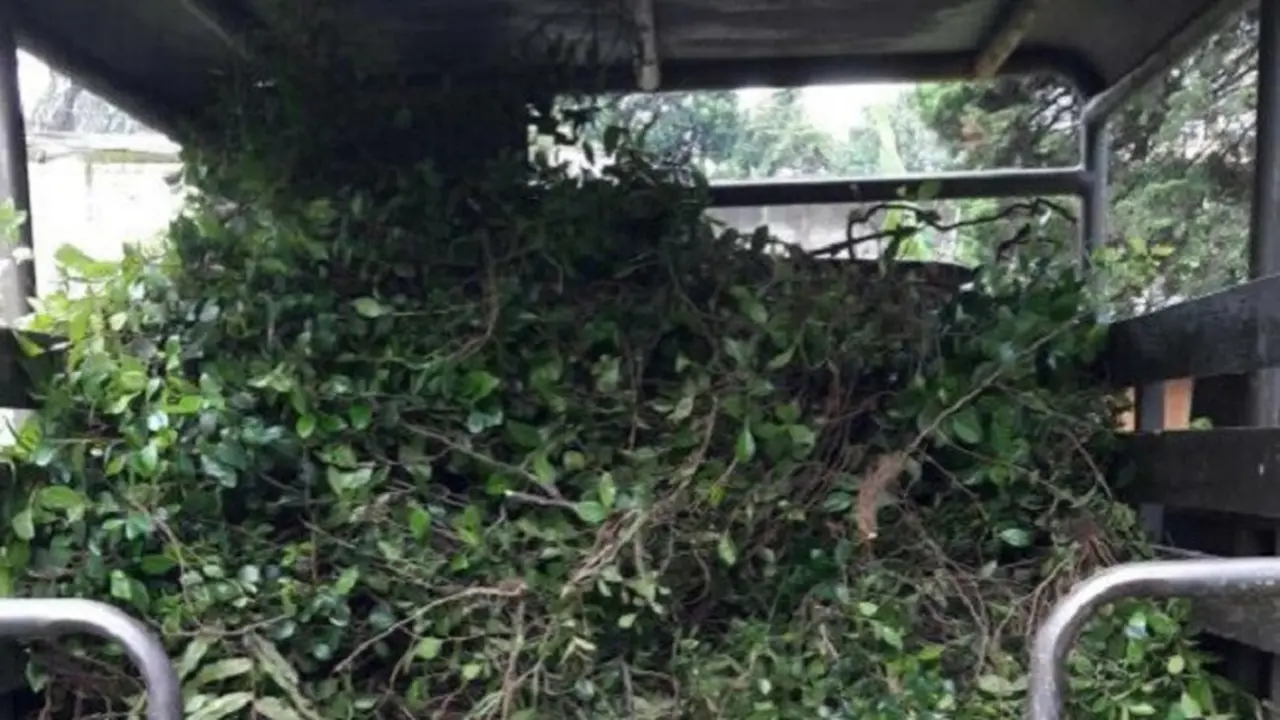 Puncak Bogor Belum Bersih dari Teh Arab