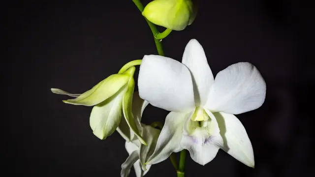 Dendrobium