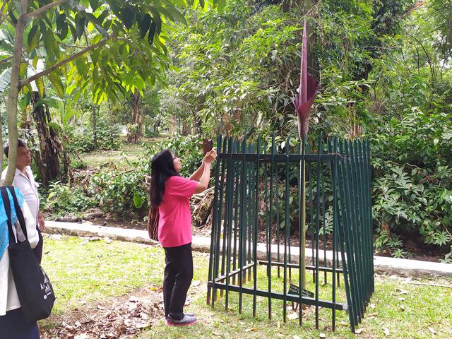 Bunga Bangkai Langka Mekar Sempurna Di Kebun Raya Bogor News Liputan6 Com