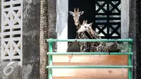 Sepasang jerapah bernama Dirgah dan Ayuri 70 resmi menjadi penghuni Kebun Binatang Ragunan, Jakarta, Selasa (18/8/2015). Ragunan kini memiliki sepasang jerapah hasil hibah dari Kebun Binatang Taronga Zoo, Sidney, Australia. (Liputan6.com/Yoppy Renato)