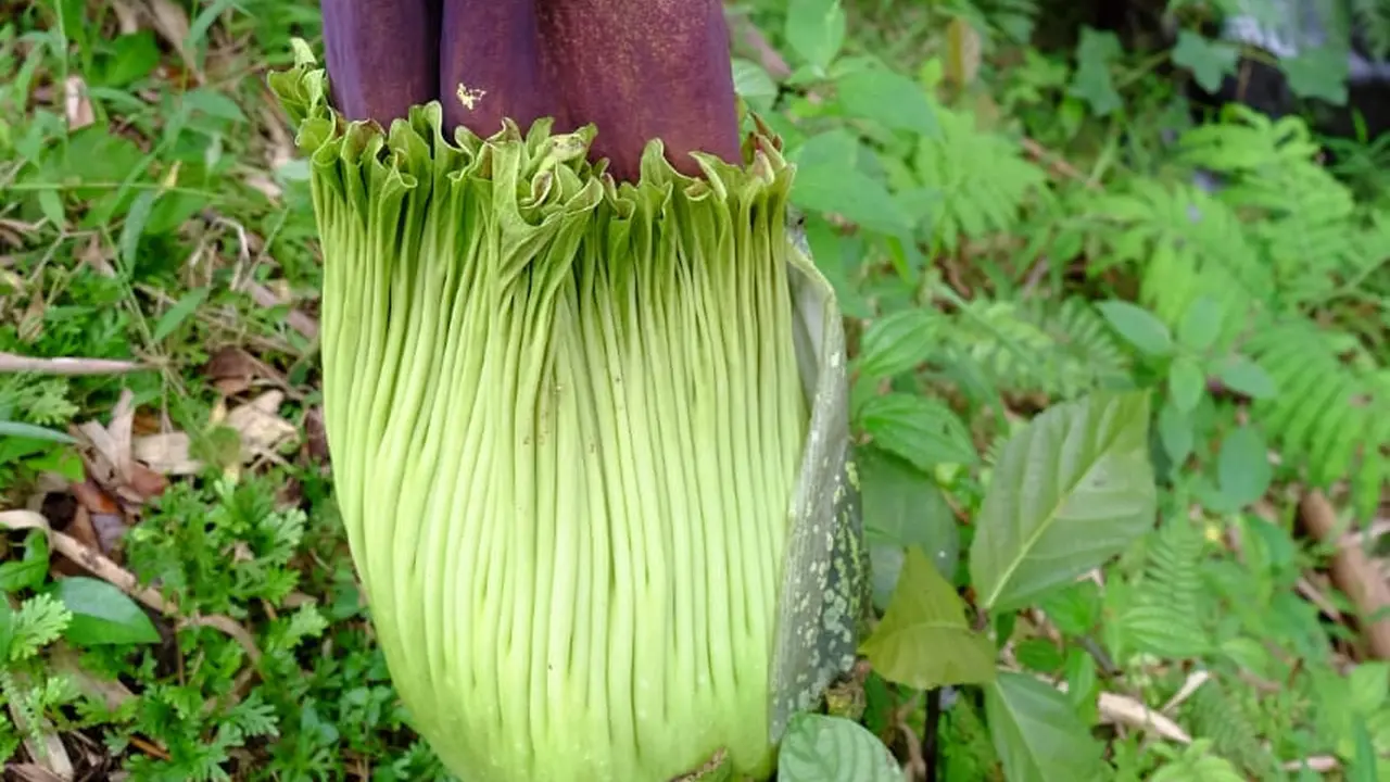 bunga bangkai di Desa Tambunan, Kecamatan Sibolangit, Kabupaten Deli Serdang Sumatera Utara