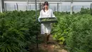 Seorang ahli farmasi membawa daun ganja di kebun Breath Of Life, dekat Kfar Pines, Israel (9/3/2016) Breath Of Life adalah perkebunan ganja medis terbesar kedua di dunia. Salah satu produknya adalah rokok ganja. (AFP Photo/Jack Guest)