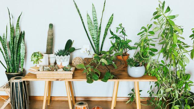 Manfaat Meletakkan Tanaman di Dalam Ruangan