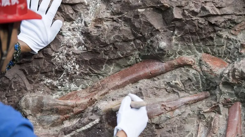 Fosil Stegosaurus Berusia 169 Juta Tahun Ditemukan di China