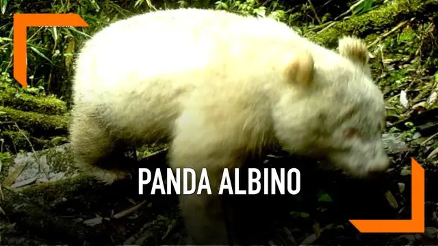 Seekor panda berwarna putih albino tertangkap kamera muncul di China. Petugas cagar alam memasang kamera tambahan demi memantau kondisi panda.