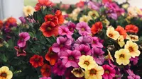10 Tanaman Berbunga Warna-Warni yang Wajib Punya, Bikin Teras Makin Instagramable