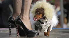 Parade dachshund berkostum berlangsung di Skipper Garden di St. Petersburg. (AP Photo/Dmitri Lovetsky)