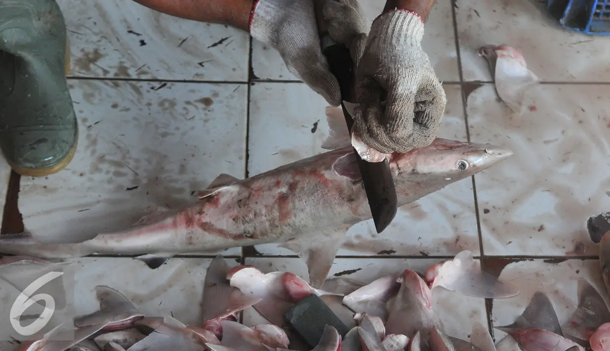 Pekerja memotong sirip hiu di tempat pelelangan ikan Karangsong, Indramayu, Jawa Barat, Kamis (16/6/2015). Meski sudah ada larangan perburuan dan perdagangan, nelayan setempat masih memperdagangkan sirip hiu. (Liputan6.com/Herman Zakharia)