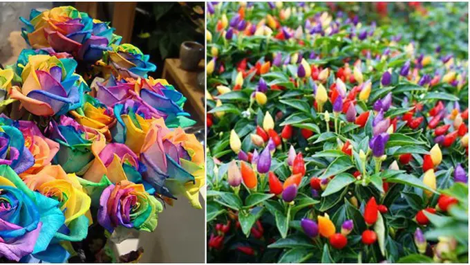 Foto: copyright berbagai sumber