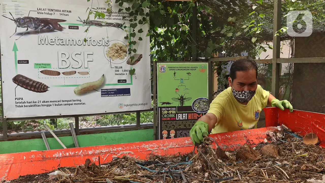 Budidaya Maggot untuk Urai Sampah Organik