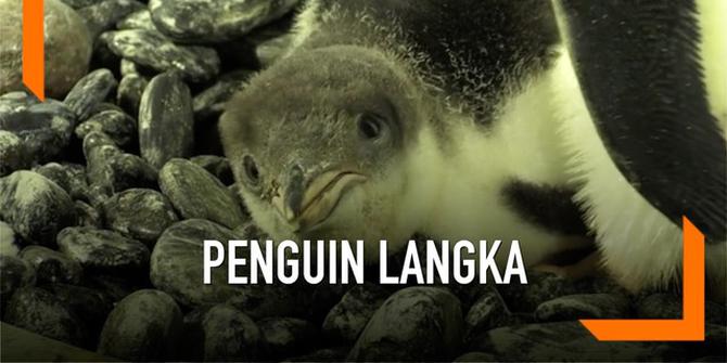 VIDEO: Bayi Penguin Langka Lahir di Inggris