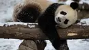 Seekor panda raksasa asyik bermain usai salju turun di Pusat Konservasi dan Penelitian Panda Raksasa China basis Shenshuping di Cagar Alam Nasional Wolong, Provinsi Sichuan, China (17/12/2020). Terdapat lebih dari 4.000 spesies berbeda yang tercatat dalam cagar alam ini. (Xinhua/Jiang Hongjing)