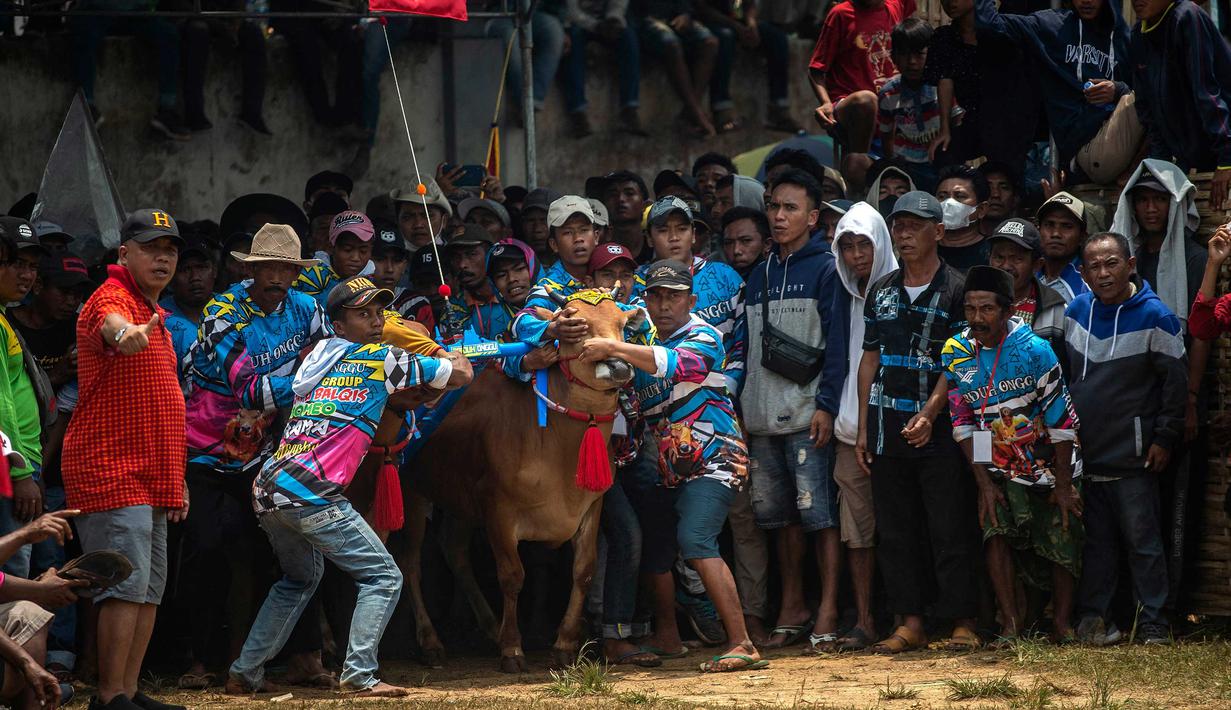 Orang-orang mengendalikan banteng di garis start selama kompetisi balap banteng Karapan Sapi di Bangkalan, pulau Madura, Jawa Timur, Minggu (16/10/2022). Lomba karapan sapi yang memperebutkan Piala Presiden itu diikuti 24 pasang sapi dari sejumlah daerah di Madura. (Juni Kriswanto/AFP)