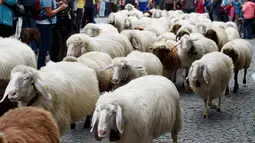 Sekitar 500 domba gunung melintas di jalan Mittenwald saat dibawa menuju ke sebuah lembah di Jerman Selatan (9/9). (AFP Photo/dpa/Angelika Warmuth)