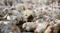 Sekumpulan ayam potong yang sudah siap dijual menunggu makanandi Kawasan Gunung Sindur, Kabupaten Bogor, Jawa Barat, Selasa (22/09/2020). Harga ayam potong di sana dijual Rp 24 ribu per kilogram, di mana saat masa pandemi harganya mengalami naik turun di pasaran. (merdeka.com/Dwi Narwoko)