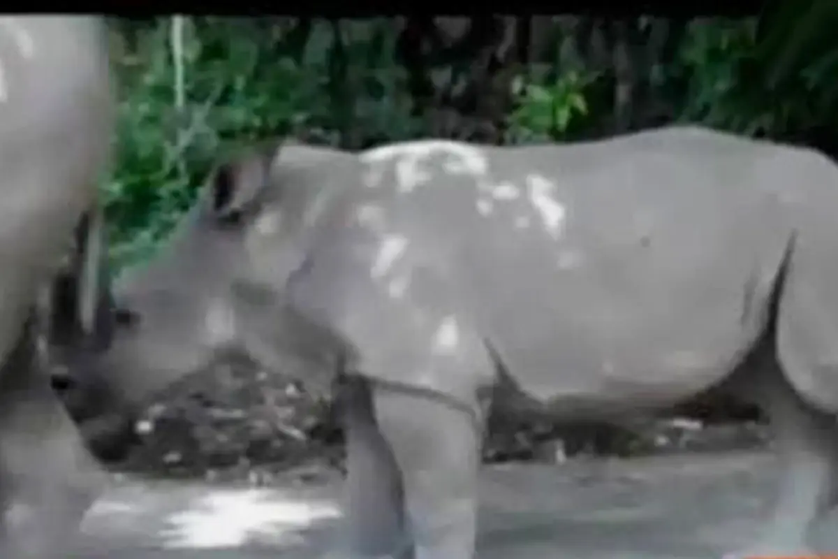 Kilas Indonesia: Badak Putih Pertama Lahir di Bali