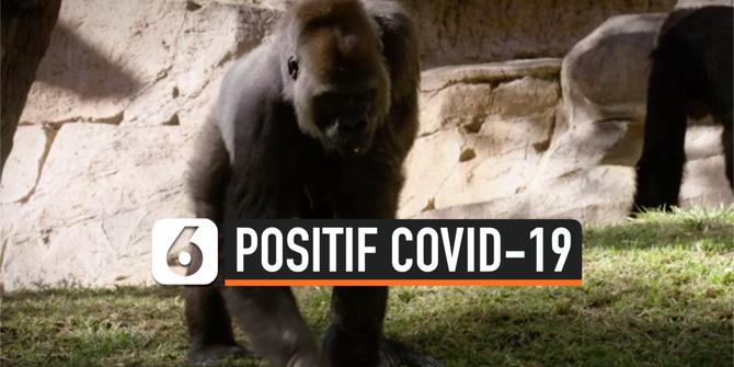 VIDEO: Gorila di Kebun Binatang San Diego Positif Covid-19